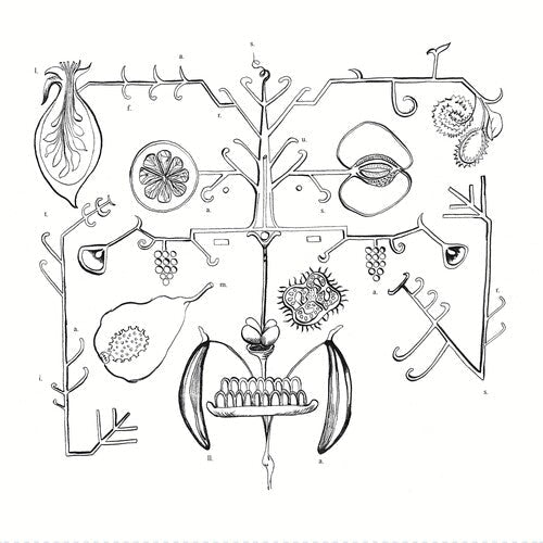 aa tigre: las frutas amarillas -VINYL